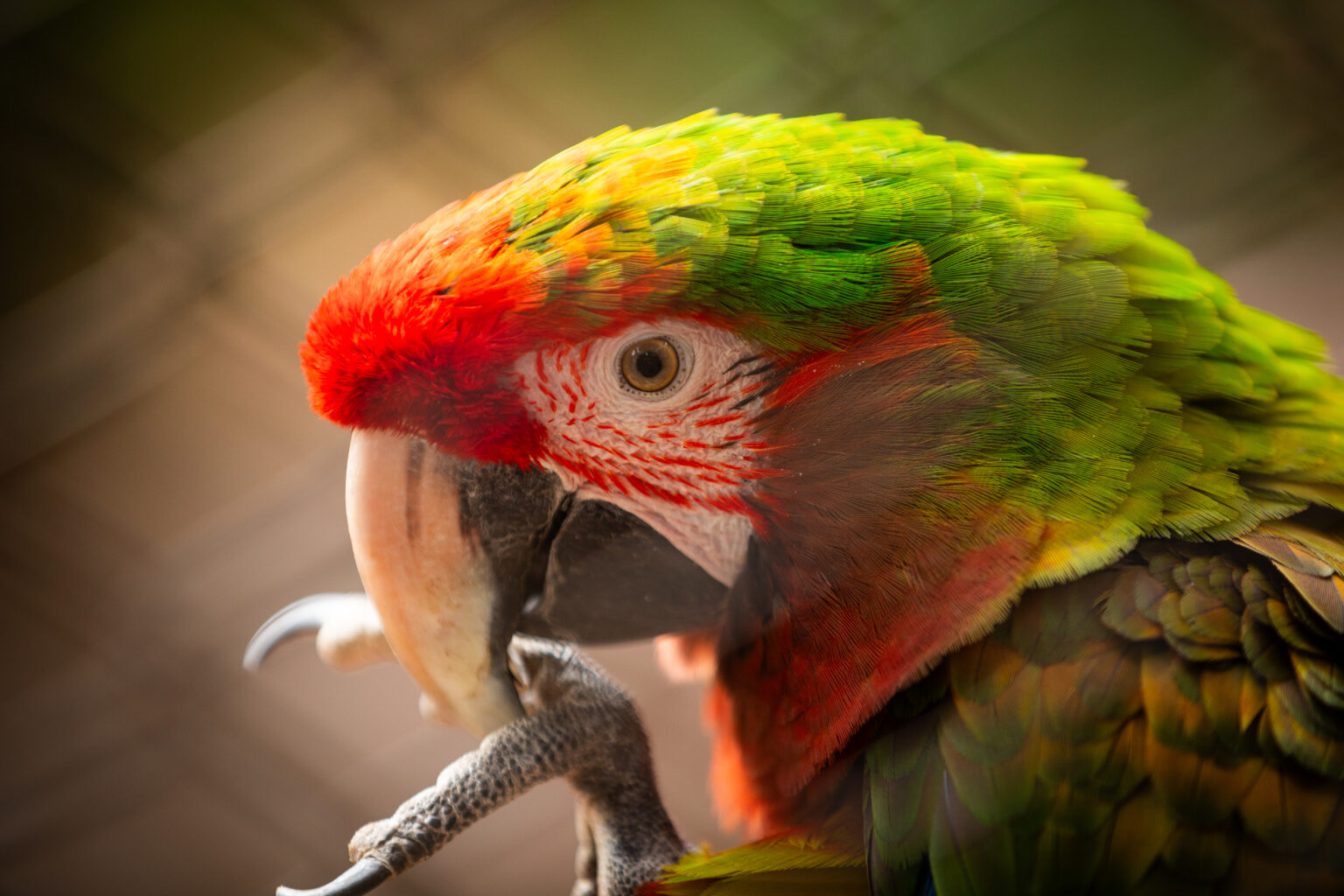 Bienvenido a El Nido santuario de aves en Ixtapaluca México