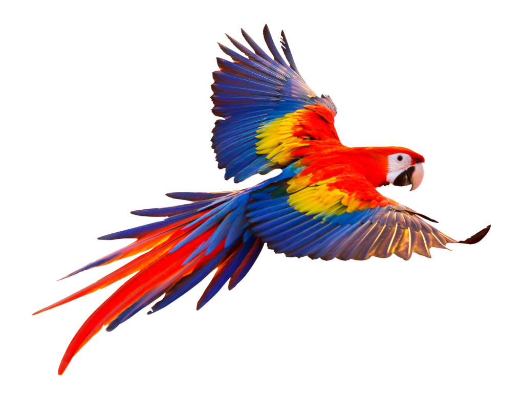 Alas Guacamaya